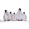 PINGOUINS PETITS PAR CINQ
